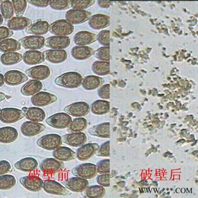 JRG型灵芝孢子破壁机厂家，破壁率99%，不含重金属