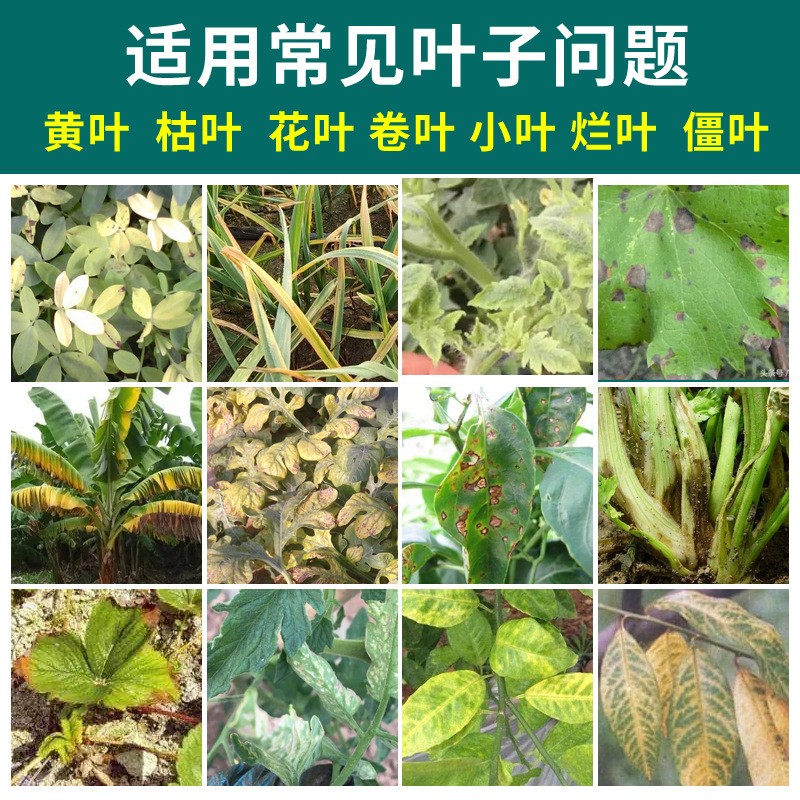 一喷绿氨基酸叶面肥水溶肥黄叶卷叶营养液农用果蔬叶绿素厂图2